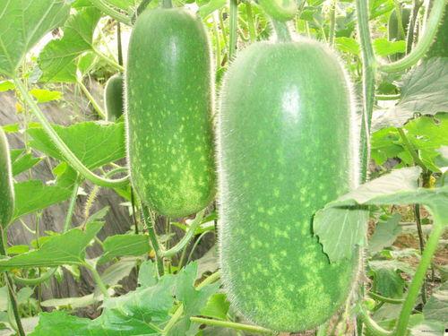 正能量网红吃瓜图片,正能量网红带你感受生活甜蜜滋味  第1张